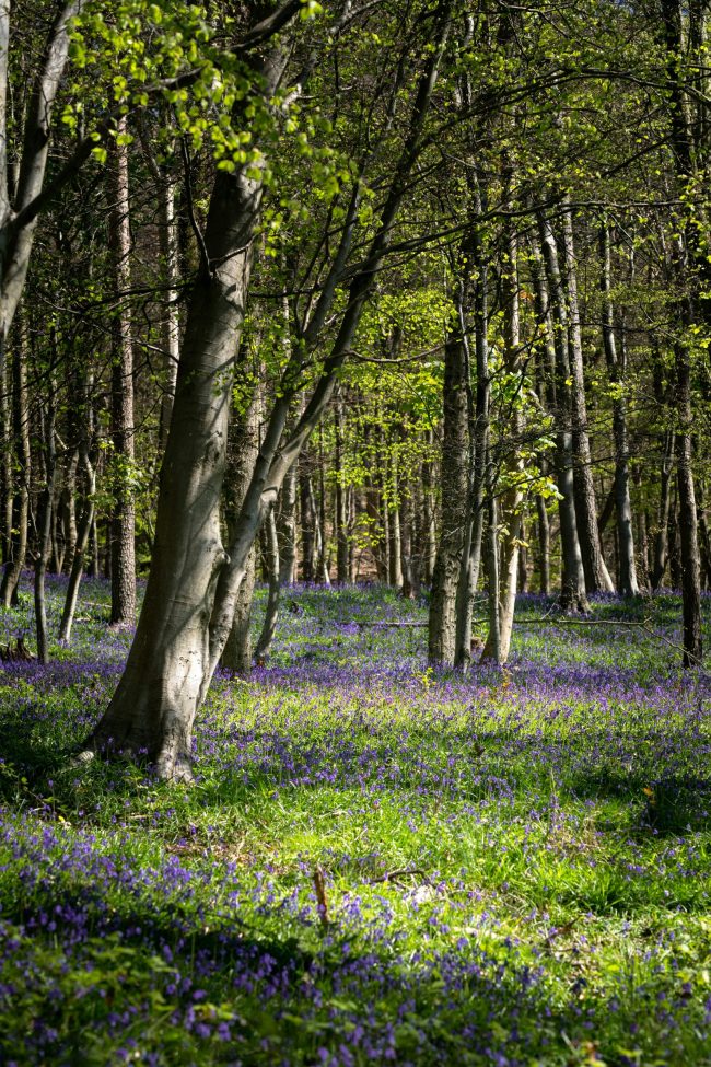 Flowers in forest